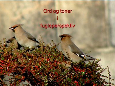 03-21_Ord_og_toner_i_fugleperspektiv.jpg